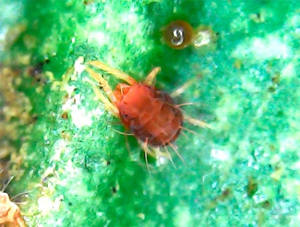 Detalle de Panonychus citri