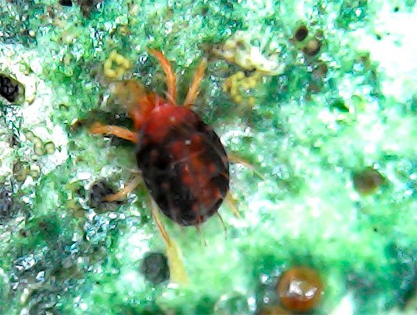 Comparación de individuos