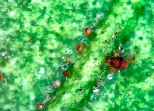 Observación microscópica